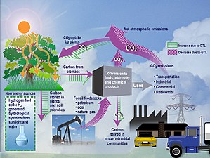 Ecological analysis of CO 2 in an ecosystem
