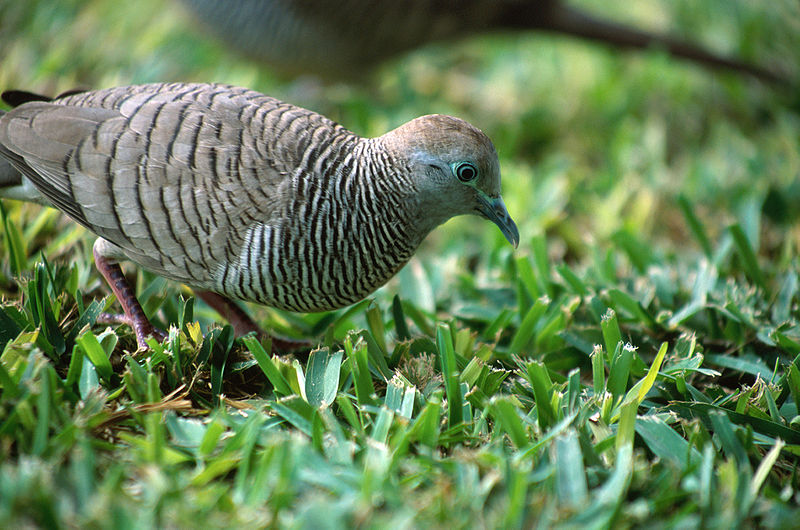 Introducing The Zebra Dove