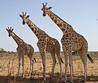 Giraffes