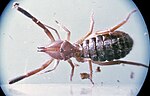 Miniatura para Solifugae