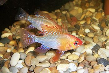 Ram cichlid, Mikrogeophagus ramirezi