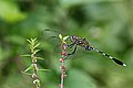 Green Marsh Hawk