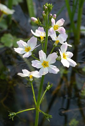 Vesisulka eli sorjavesisulka (Hottonia palustris).