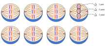 For example 3 pairs of homologous chromosomes allow 8 possible combinations, all equally likely to move into the gamete during meiosis. This is the main reason for independent assortment. The equation to determine the number of possible combinations given the number of homologous pairs = 2 (x = number of homologous pairs) Independent assortment.svg