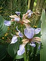 Iris foetidissima