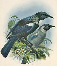 Tūī