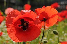 Klatschmohn Papaver rhoeas