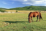Koń mongolski w Parku Narodowym Gorchi-Tereldż