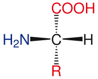 General structure of L -amino acids