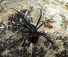 Weibchen der Europäischen Schwarzen Witwe („Latrodectus tredecimguttatus“), rechts die Reste eines alten nach einer Häutung abgestreiften Exoskeletts der Spinne.