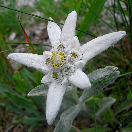 Leontopodium alpinum Szarotka alpejska 01