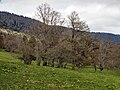 Gehölz auf der Magerwiese