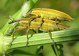 Lixus paraplecticus