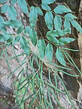 Miniatura para Llavea cordifolia