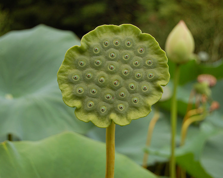 Ficheiro:Lotus Nelumbo nucifera Seed Head 2500px.jpg