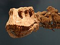 BMNH Lufengosaurus magnus