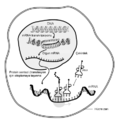 Mesajcı RNA için küçük resim