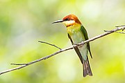 Braunkopfspint (Merops leschenaulti) - Kaeng Krachan