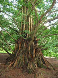 Κορμός ενήλικου δέντρου με χαρακτηριστικά αντερείσματα