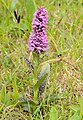 Dactylorhiza purpurella Habitat