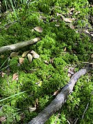 Torfmoos bedeckt große Teile des Bruchwaldbodens.