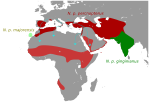 Neophron percnopterus – Verbreitung