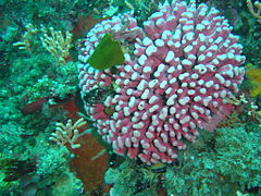 Noble coral