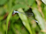 Male in Cairns, Queensland