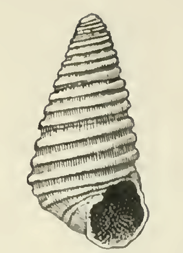 Odostomia gloriosa