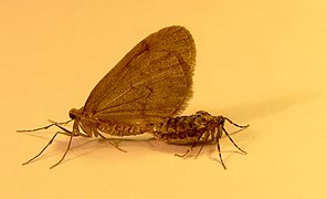 O. brumata 成虫の交尾, フランス