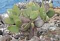 Opuntia echios var. zacana, île Seymour Nord.