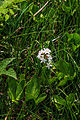 vachta trojlistá (Menyanthes trifoliata) - Vachovec1