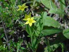 Petite-centaurée maritime Centaurium maritimum