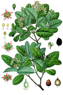 Peumus boldus (ilustração de Köhler's Medizinal Pflanzen).