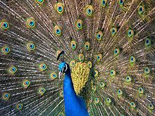 Peacock displaying its tail feathers