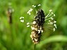 Weegbree (Plantago)