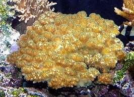 Pocillopora damicornis