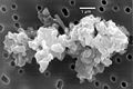 Image 5Porous chondrite interplanetary dust particle. (from Cosmic dust)