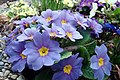 Primula vulgaris-blue