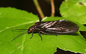 Alderfly do gênero Sialis