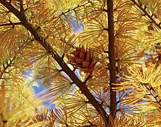 Needles and mature cone in fall