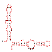 RT-1 Secondary structure taken from the Rfam database. Family RF03114