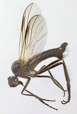 Rhamphomyia tarsata