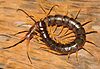 Centipede Scolopendra cataracta