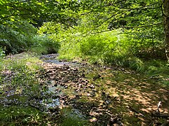 Hier am Sengbach-Oberlauf häufig zu sehen: Blauflügel-Prachtlibellen