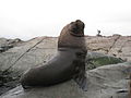 South American sea lion