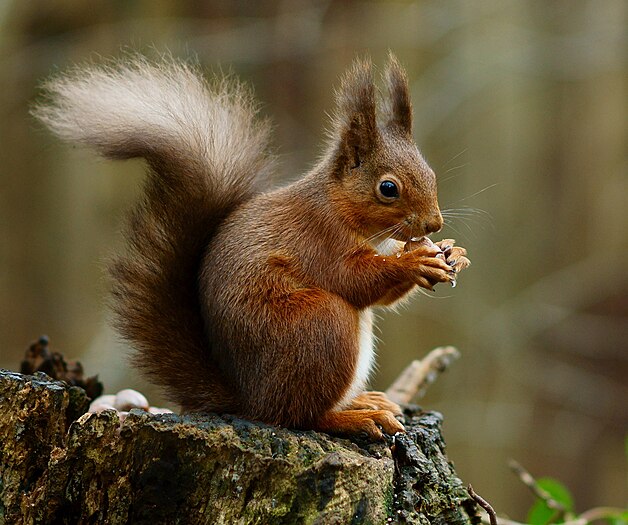 一隻歐亞紅松鼠（Sciurus vulgaris）