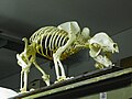 Skelett Großer Panda