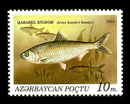 Az Alosa kessleri egy azerbajdzsáni bélyegen