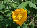 Abutilon grandifolium žiedas